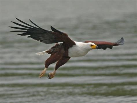 African Fish Eagle Facts | Anatomy, Diet, Habitat, Behavior - Animals Time