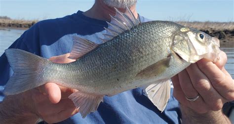 Tidal Pond White Perch | FishTalk Magazine