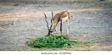 2,023 Deer Eating Plants Images, Stock Photos & Vectors | Shutterstock