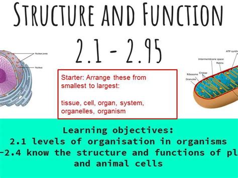 Cell Structure, Function and Cell Transport iGCSE 9-1 Biology ...