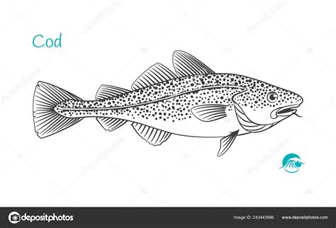 Cod fish hand-drawn illustration Stock Vector Image by ©ananci.art ...