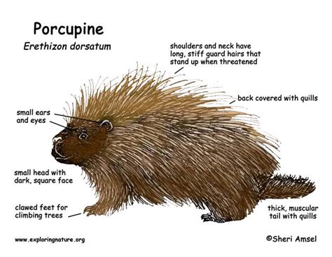 Porcupine