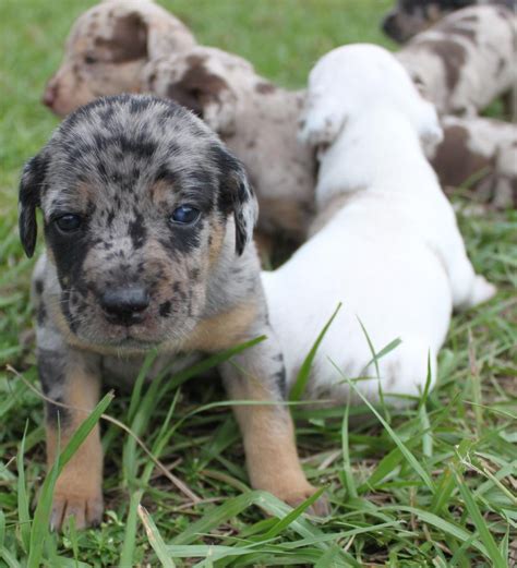 Catahoula Leopard Puppies For Sale | Orlando, FL #77961