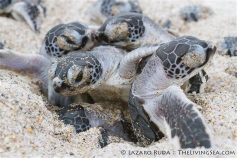 A group of green sea turtle hatchlings emerge from their nest during the early morning hours ...