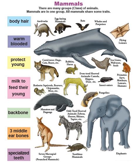 Classification Of Living Things Chart Class Mammals