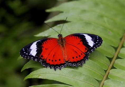 Kuranda Attraction - Australian Butterfly Sanctuary