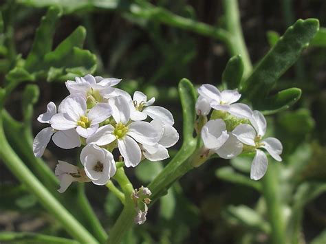 Sea Rocket (Cakile maritima) | Wildlife Insight