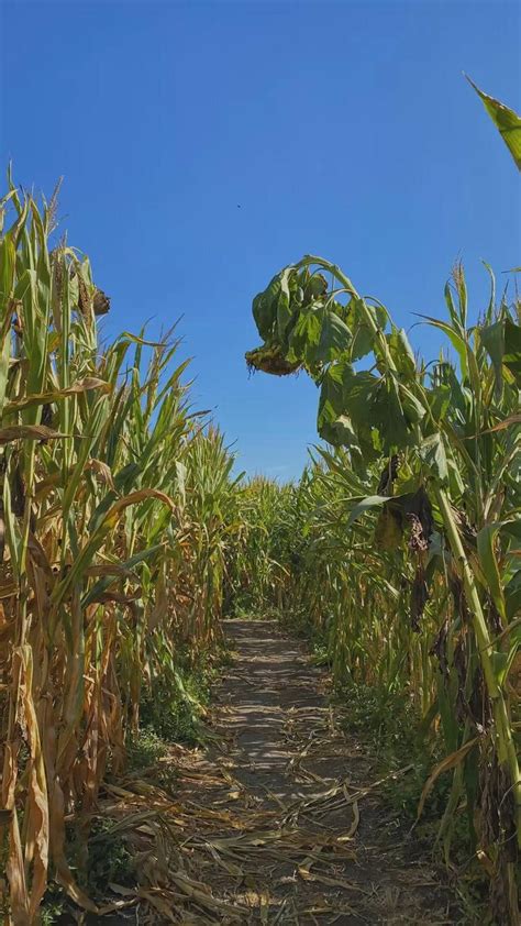 Fall Aesthetic | Corn Maze | Fall planters, Autumn photography ...