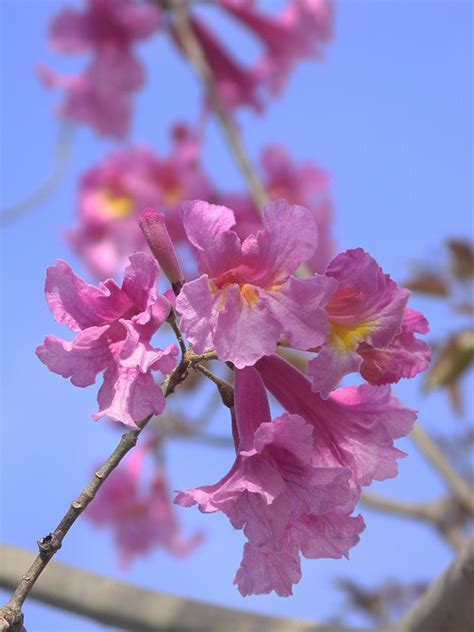 Lapacho rosado | Imagine a tree covered with these flowers. … | Flickr