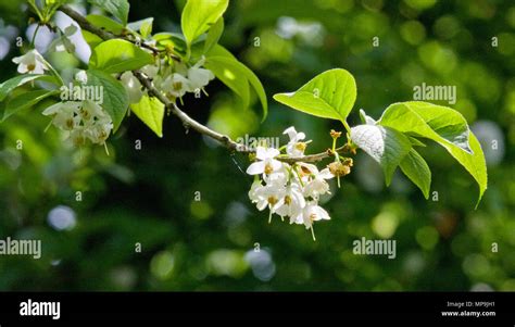 Halesia carolina Snowdrop tree Stock Photo - Alamy