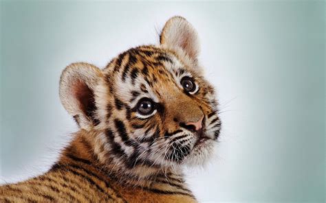 Cute Baby Tiger Wallpapers - Wallpaper Cave