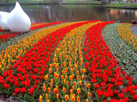 Keukenhof Tulip Gardens 2024 - Elsie Leelah