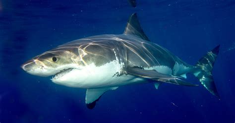 Great White Sharks: Diet, Behaviour, And Conservation│IFAW