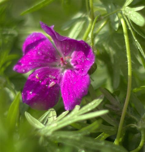 Géranium vivace. La fleur en a perdu deux de ses pistils s… | Flickr - Photo Sharing!