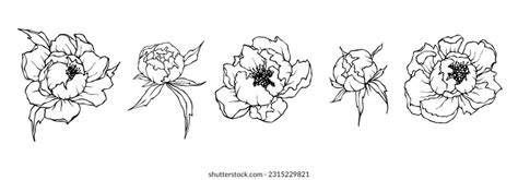 42,065 Blooming Peony Sketch Images, Stock Photos & Vectors | Shutterstock