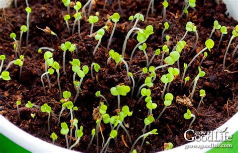 How to Grow Thyme