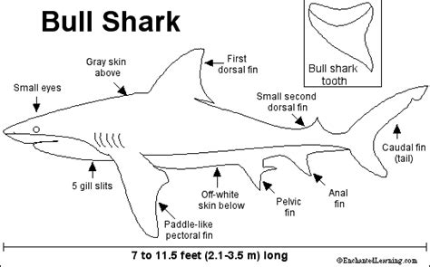 Shark Diagram