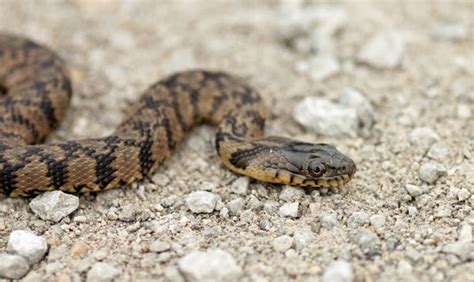 Rattlesnake Education and Awareness: Diamondback Watersnake