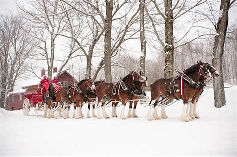 Behind the Scenes: Budweiser Clydesdales // St Louis Photographer Rep & Creative Team, RepHeads ...