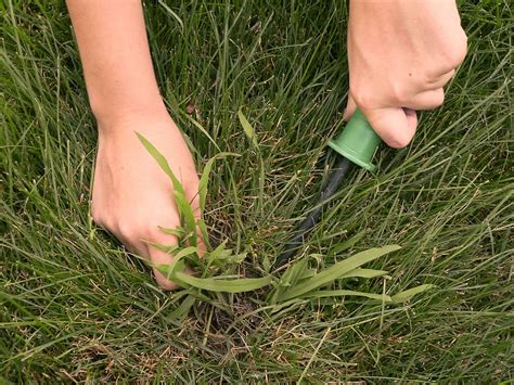 Crabgrass: How To Fix Your Burned Out Lawn ⋆ Big Blog Of Gardening