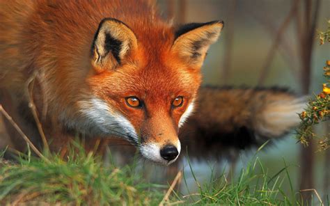 Red fox, Foxes and Wallpapers on Pinterest | Pet fox, Red fox, Fox in snow