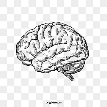 Brain Outline Png