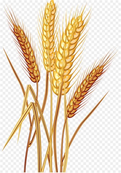 Agriculture clipart wheat plant, Agriculture wheat plant Transparent ...