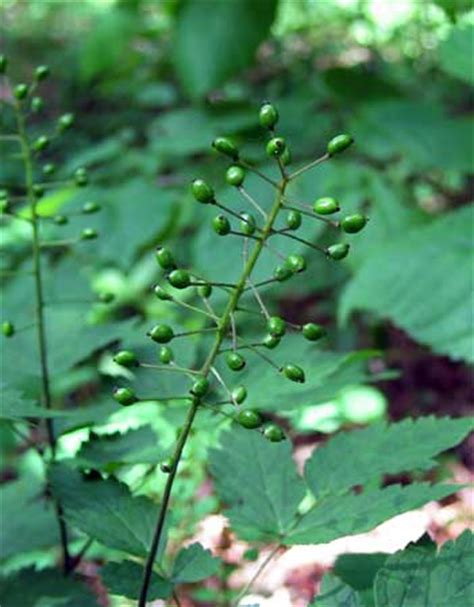 Poisonous Plants - Baneberry