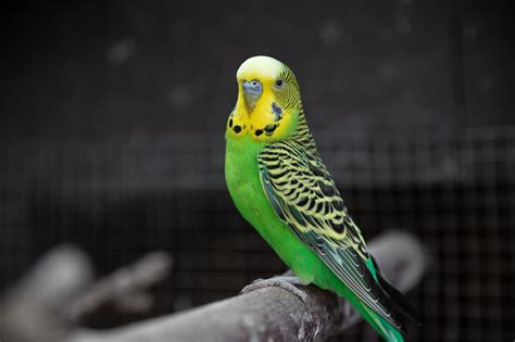 Budgie Care Guide | Long Island Birds & Exotic Veterinary Clinic