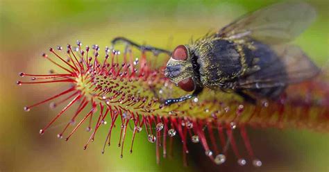 Cape Sundew Plant: Learning To Grow and Care For Drosera Capensis