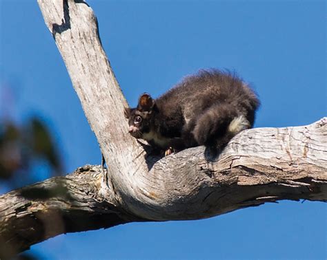 The conservation of Greater Glider populations in the Victorian Central Highlands