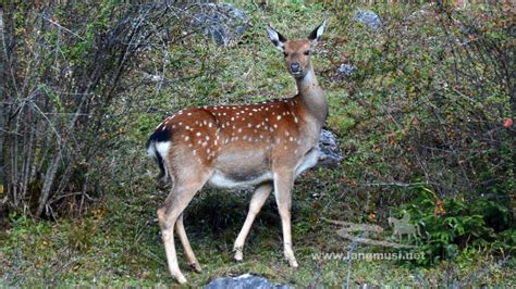 Mammals - Plateau Wildlife