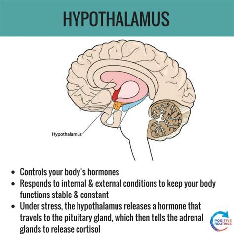 hypothalamus-stress-and-the-brain - Positive Routines