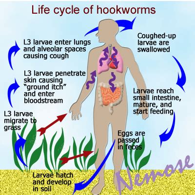 Infection Landscapes: Hookworm