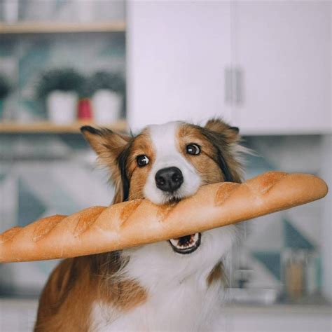 ¿Pueden comer pan los perros y los gatos? Esto es lo que ocurre si lo hacen