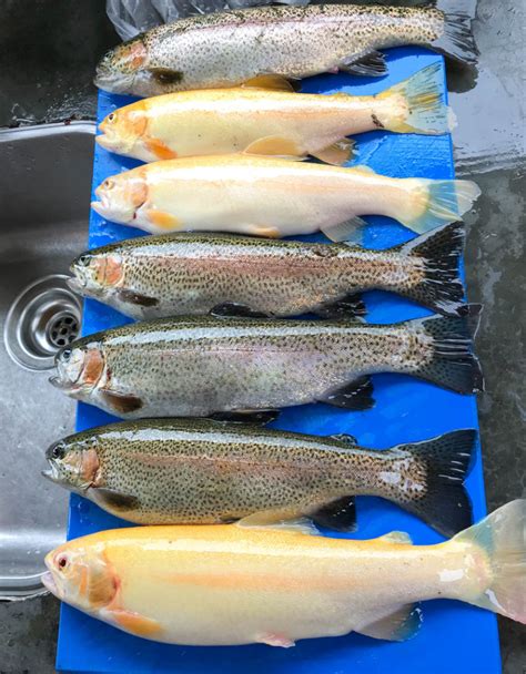 Palomino Trout - Fishmasters.com