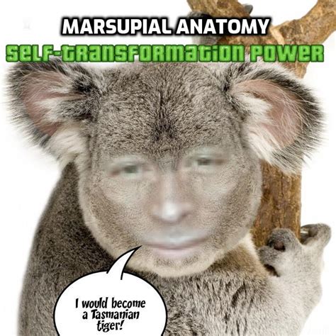 269) Marsupial Anatomy – Foxhugh Superpowers List