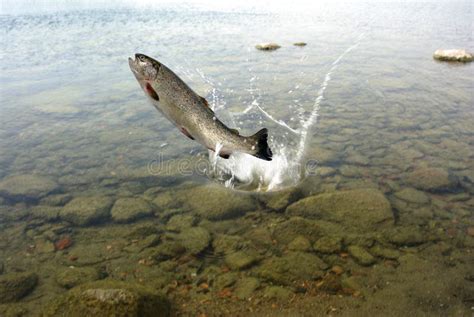 Jumping Out From Water Trout Stock Image - Image of lunch, gourmet: 15691631