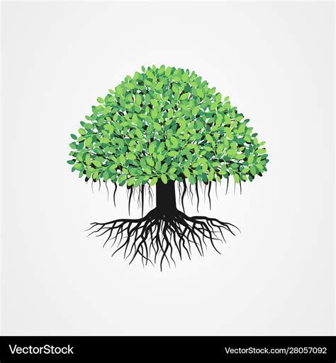 Banyan tree with roots and green leaves Royalty Free Vector