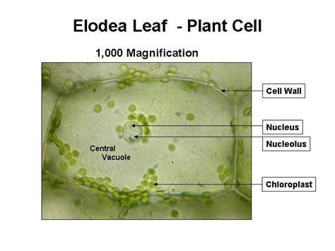 Diagram Of Elodea Cell