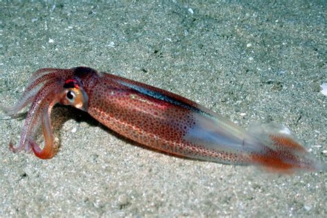 Northeast longfin squid earns MSC certification | National Fisherman