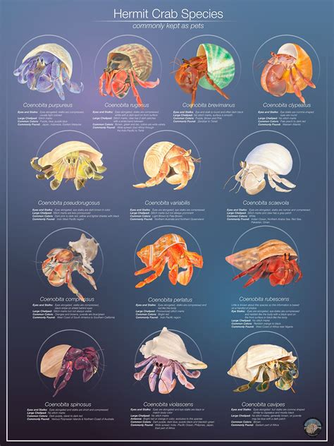 Hermit crab species poster. Contains 13 drawings of different species ...