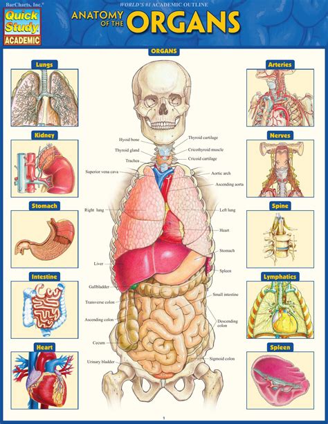 Anatomy of the Organs (Quick Study Academic) » Medical Books Free