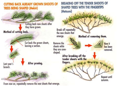 pruning white pine bonsai