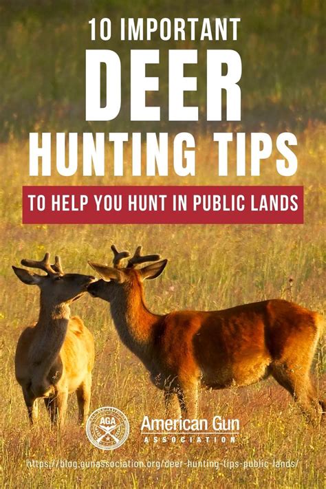 Check out these 10 important deer hunting tips that are essential to a successful hunt in public ...