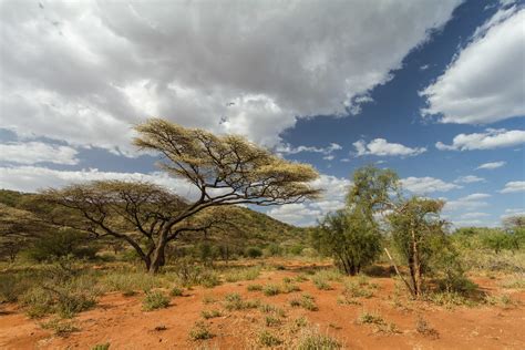 Red Savannah | Red Savannah landscape, with typical acacia t… | Flickr