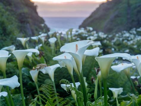 Make Calla Lilies Bloom - Tips For Getting A Calla Lily To Rebloom