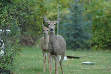 Standing Deer Free Photo Download | FreeImages