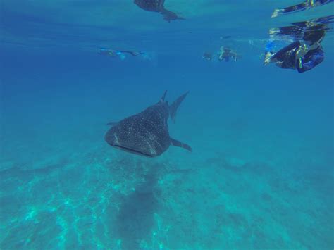 Snorkelling with and spotting whale sharks in the Maldives — Drift ...