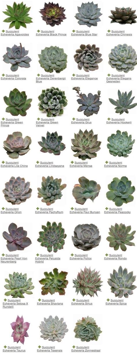 Succulent Types And Names With Pictures | Types Of Succulent Plant